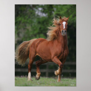 Chestnut Welsh Pony Mane och Svan Flowing Poster