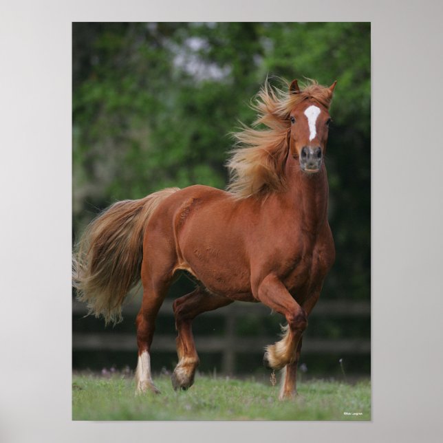 Chestnut Welsh Pony Mane och Svan Flowing Poster (Framsidan)