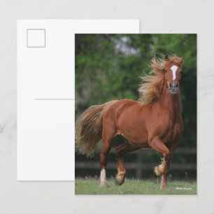 Chestnut Welsh Pony Mane och Svan Flowing Vykort