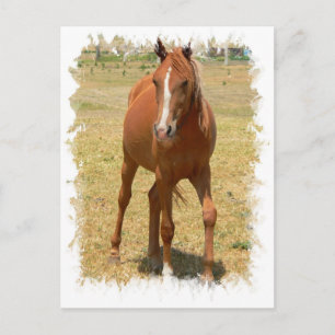 Chestnut Yearling Horse Postcard Vykort