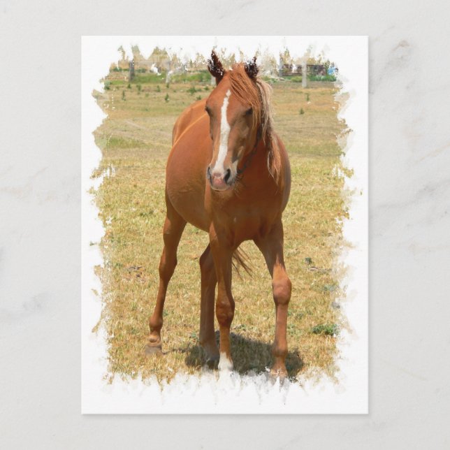 Chestnut Yearling Horse Postcard Vykort (Framsida)