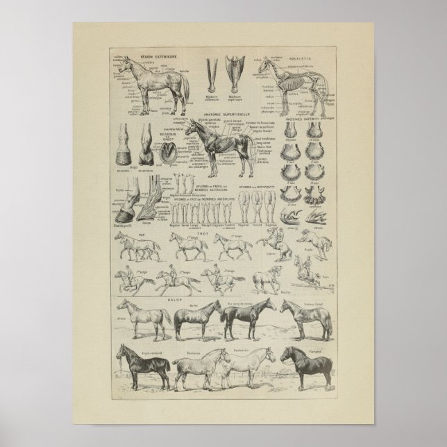 Cheval Anatomie Aplombs Squelette Horse Anatomy Poster (Framsidan)