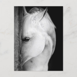 Cheval noir et blanc vykort