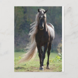 Cheval Vykort