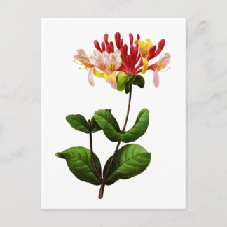 Chevrefeuille av Joseph Pierre Redoute Vykort