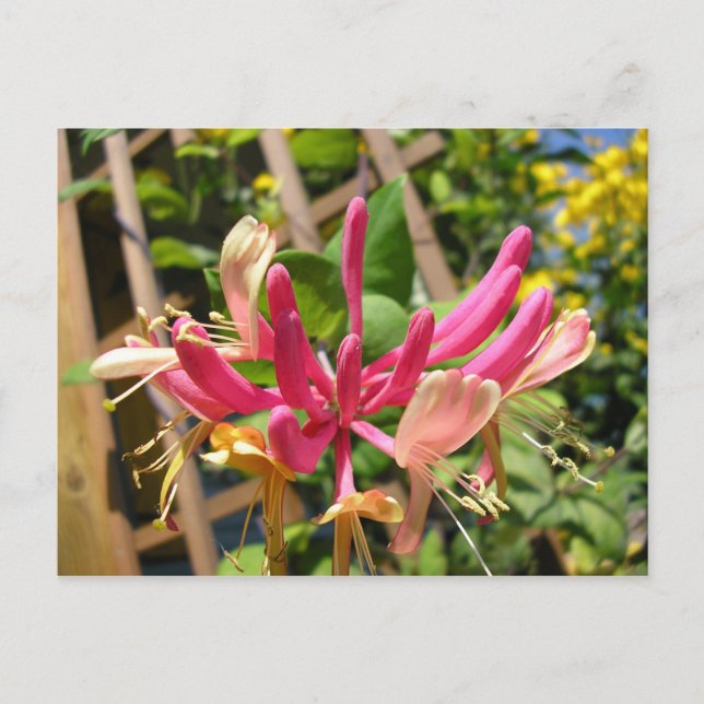 Chèvrefeuille grimpant vykort (Framsida)