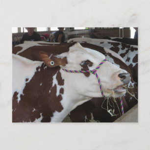 Chewing Cow Vykort