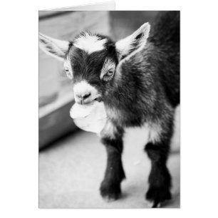 Chewing Goat Hälsningskort