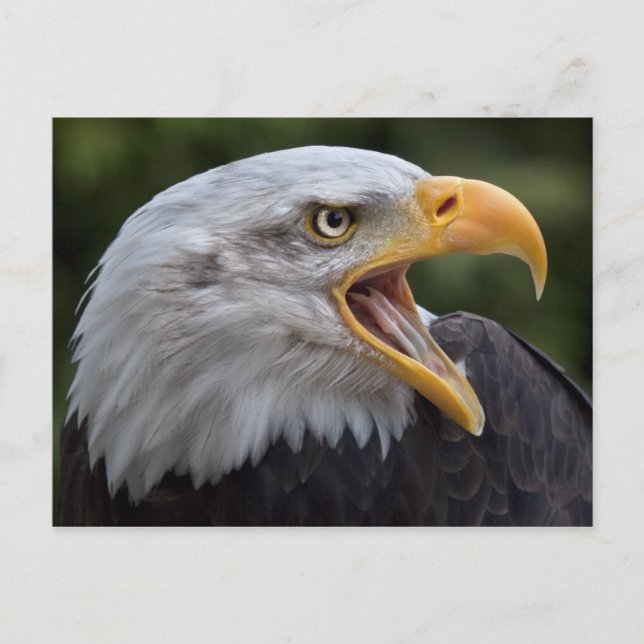 Cheyenne Postcard Vykort (Framsida)