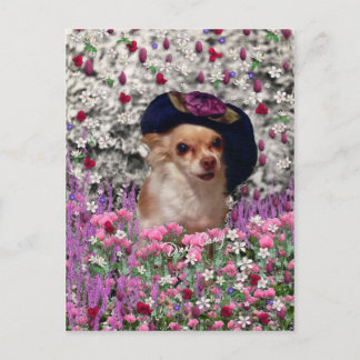 Chi Chi in Flowers Postcard - Chihuahua Vykort