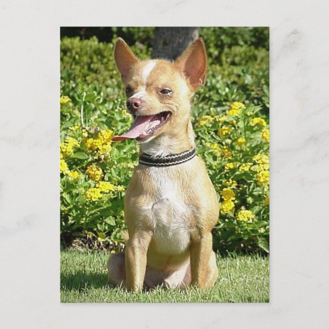 Chi Chi vykort (Framsida)