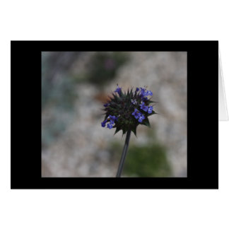 Chia ökenvildblomma Borrego Springs Kalifornien Hälsningskort