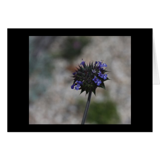 Chia ökenvildblomma Borrego Springs Kalifornien Hälsningskort (Framsidan Horizontal)