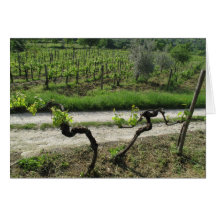 Chianti Vineyard i Italien i regionen Toscana Vin