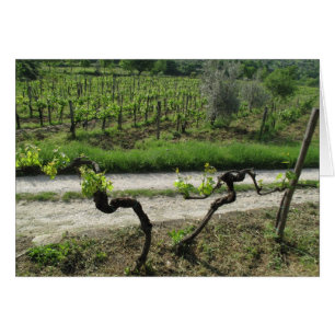 Chianti Vineyard i Italien i regionen Toscana Vin Hälsningskort