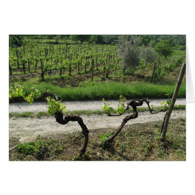 Chianti Vineyard i Italien i regionen Toscana Vin Hälsningskort (Framsidan Horizontal)