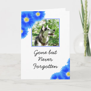 Chic Blåa blommor Pet Photo Sympathy Kort
