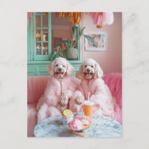 Chic Labradoodles in Rosa Lounge Vykort