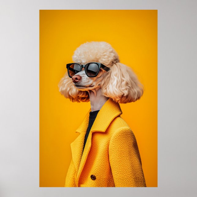 Chic Pudel i solglasögon och Gult Jackar Poster (Framsidan)