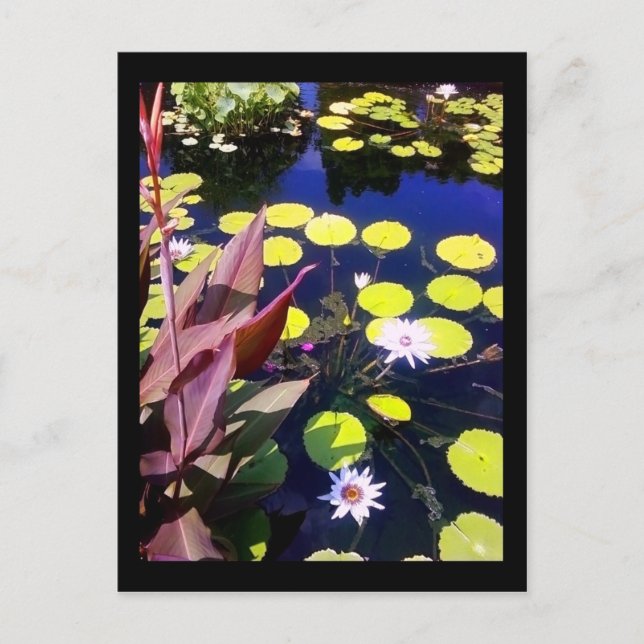 chicago botanique-trädgård vykort (Framsida)