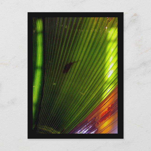 chicago botanique-trädgård vykort (Framsida)