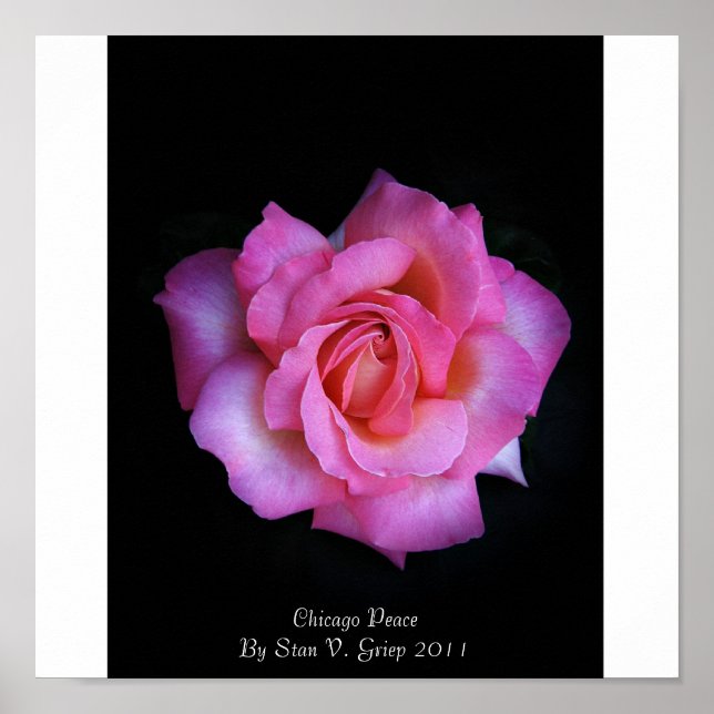 Chicago Peace Ro by Stan The Roseman Poster (Framsidan)