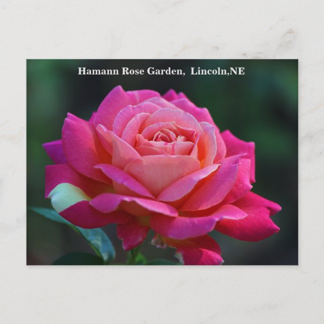 Chicago Peace Ro Postcard HRG 500n 2014 Vykort (Framsida)