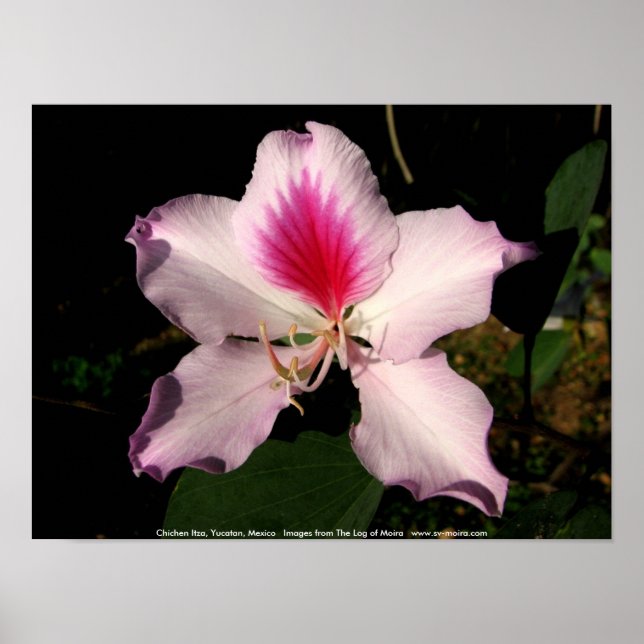 Chichen Itza, Yucatan, Mexiko Poster (Framsidan)