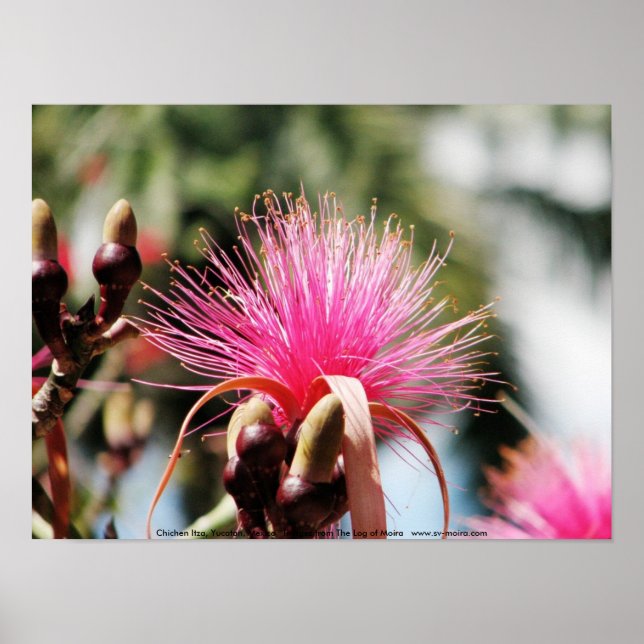 Chichen Itza, Yucatan, Mexiko Poster (Framsidan)