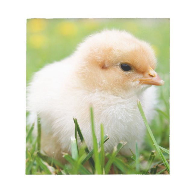 Chick Anteckningsblock (Framsida)