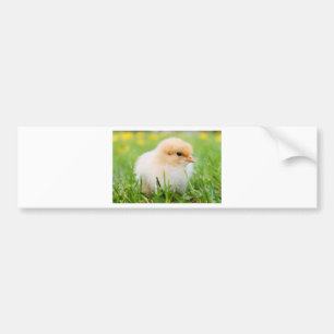 Chick Bildekal