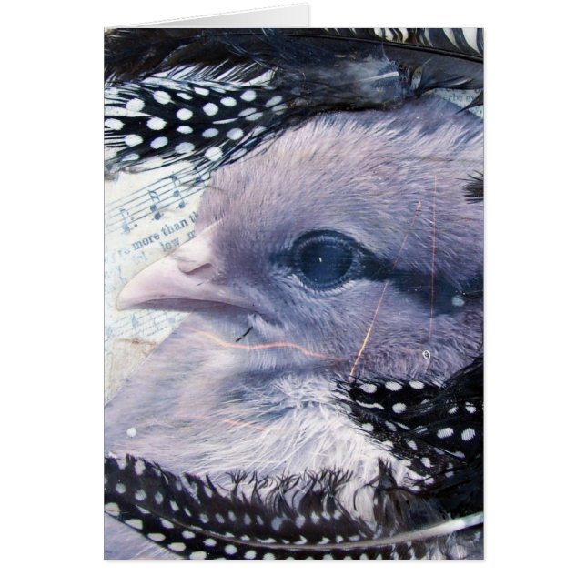 Chick - blandat mediesamling hälsningskort (Framsidan)