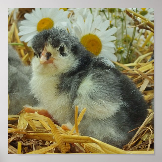 chick, djur, baby, söt gult, blomma, vit. poster (Framsidan)