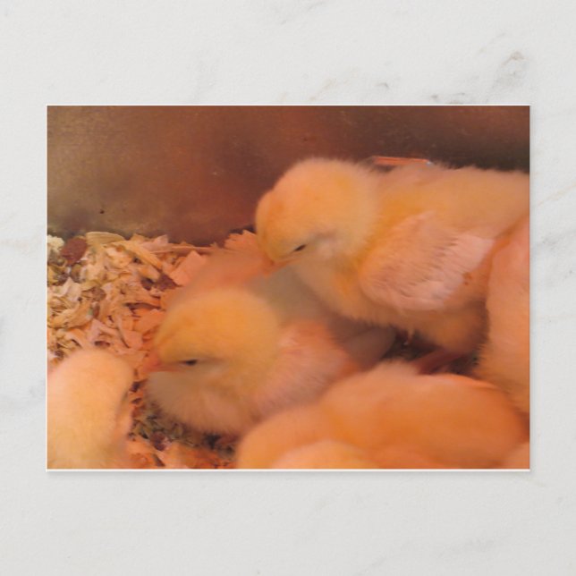 Chick Duo Vykort (Framsida)