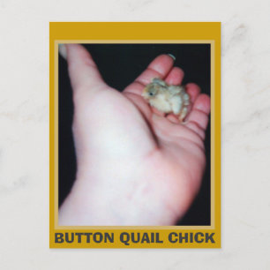 Chick FÖR KNAPPKLIL Vykort