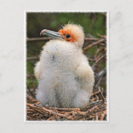 Chick galapagos vykort