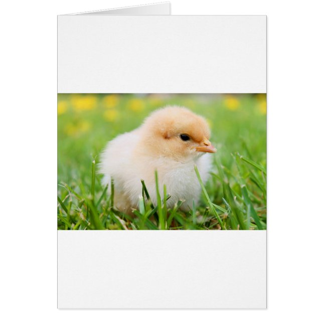 Chick Hälsningskort (Framsidan)