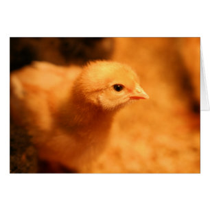 Chick Hälsningskort