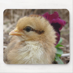 Chick i Pansy Garden Musmatta