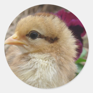 Chick i Pansy Garden Runt Klistermärke