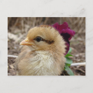 Chick i Pansy Garden Vykort