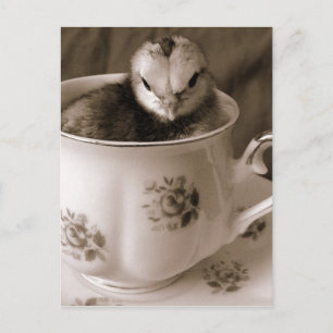 Chick i Tea Kopp Vykort