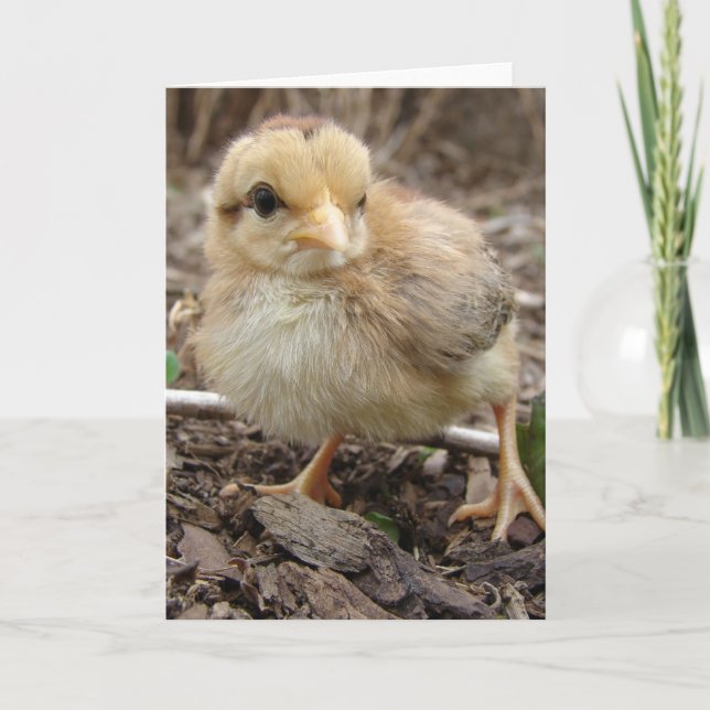 Chick i trädgården kort (Framsida)