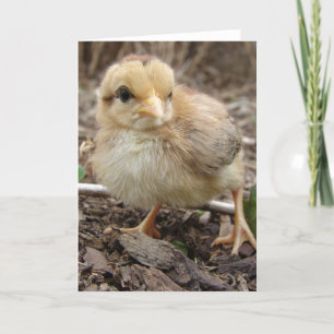 Chick i trädgården kort