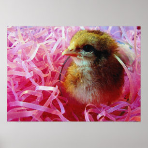 Chick i Vin-glas Poster