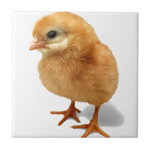 Chick Kakelplatta