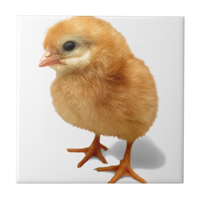 Chick Kakelplatta (Framsidan)