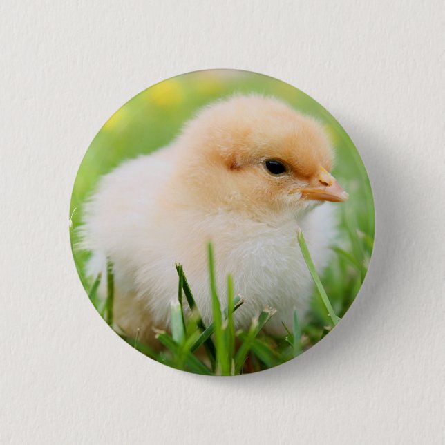 Chick Knapp (Framsida)