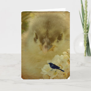Chick Kort