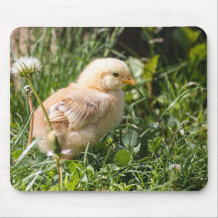 chick, kyckling, fjäderfä musmatta